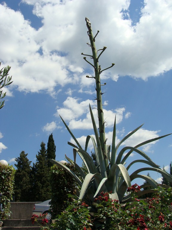 Agava (1)